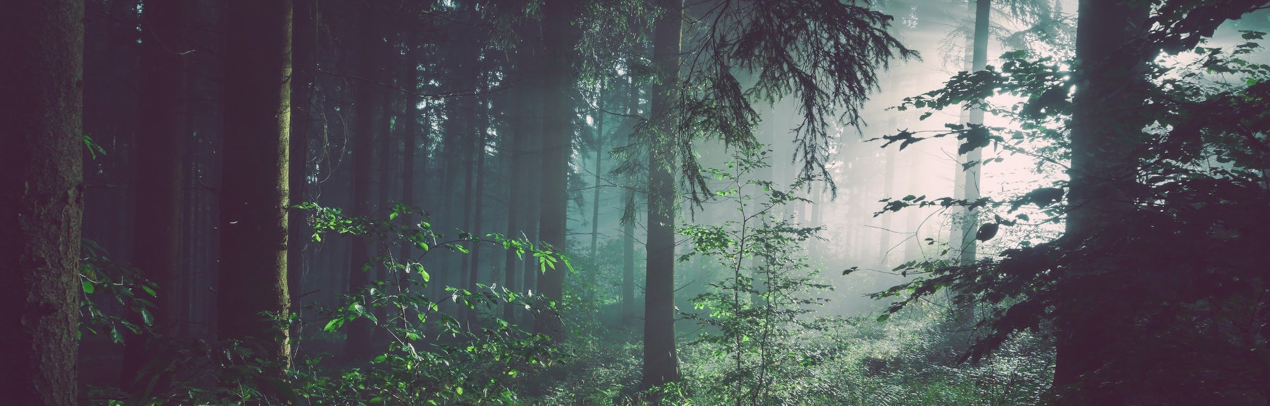 Wood Moss and Red Wild: the new 100% sustainable Body Washes that fully embody the HöbePergh philosophy.