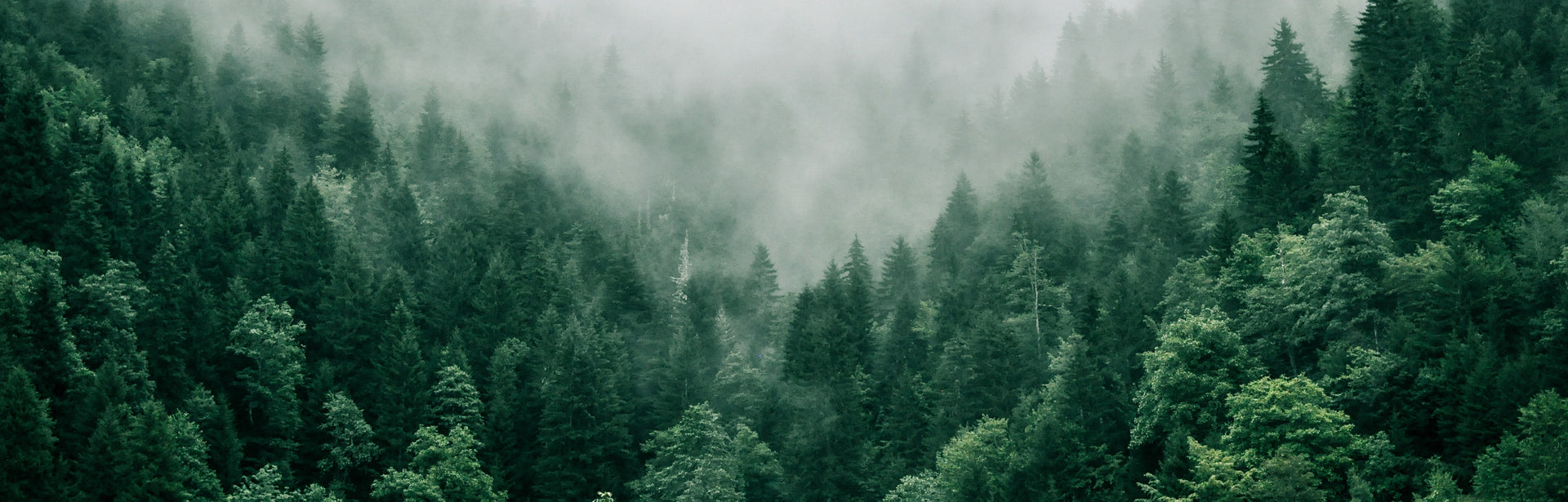 Forest Bathing at home: how to promote well-being by reconnecting with nature